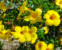 A planta ornamental que floresce o ano inteiro e é perfeita para quem quer mais privacidade