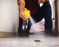 Misturinha com pimenta é a melhor forma caseira de espantar baratas