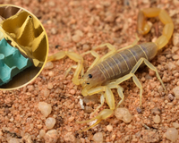 Adeus escorpiões: truque simples com caixa de ovo ajuda moradores de Jundiaí a se proteger em casa