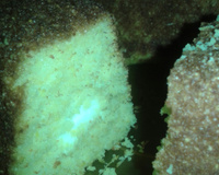 Bolo de milho mineiríssimo