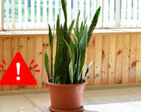 Você nunca deve ter espada-de-São-Jorge em casa nesta situação, pode ser fatal