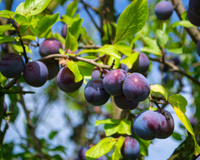 Conheça os benefícios da ameixa para a saúde e como incluir a fruta no seu cardápio de Natal