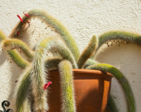 Como plantar rabo-de-macaco em casa: cacto é ótima opção para jardineiros iniciantes. Veja passo a passo e dicas!
