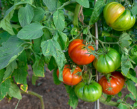 Charles Dowding, um horticultor, explica por que os tomates devem ser colhidos ainda verdes: "Eles amadurecem muito bem fora da planta"