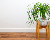 Pouca gente sabe, mas essa planta resistente é vista como símbolo de dinheiro e proteção