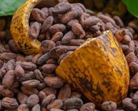Sou nutricionista e garanto: "O cacau é o alimento com maior poder antioxidante do planeta e, além disso, gera neuroquímica cerebral positiva"