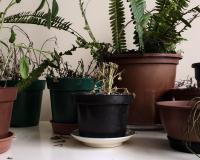 O que significa quando todas as suas plantas morrem, segundo a psicologia (a culpa pode ser sua!)