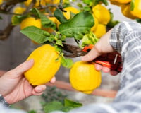 Guia prático para plantar um limoeiro em casa: o TudoGostoso ensina os cuidados que aceleram a produção de frutos