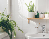Espalhe plantas em toda a sua casa, inclusive nos banheiros: 5 opções para cultivar e dar mais vida a esse cômodo