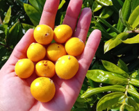 A fruta brasileira pouco conhecida que tem 'casca cabeludinha', polpa suculenta e que você precisa provar nessa primavera