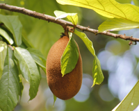 A fruta subestimada que poucos conhecem e que aumenta a energia em minutos, sem esforço