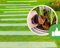 Por que os jardineiros estão polvilhando canela em pó nos gramados?