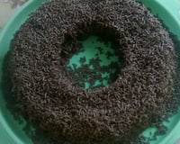 Brigadeirão de microondas