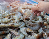 Quase tudo contaminado: 90% do camarão pescado nesse litoral está infectado, saiba riscos!