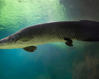 Como a IA está ajudando a salvar milhares de filhotes de peixe pirarucu em viveiros no Brasil