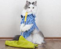 Esses são os produtos que você não deve usar para limpar a casa se tem pets; veja as melhores substituições