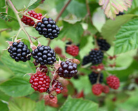 Uma planta com 22 vezes mais cálcio do que o leite de vaca: o chá dessa folha vai aumentar sua imunidade e fortalecer os ossos