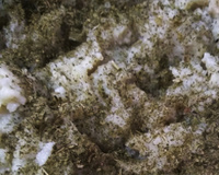 Purê de batata doce com salsinha