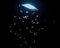 Época dos bichinhos de luz: saiba por que eles aparecem, se fazem mal à saúde e como evitá-los em casa
