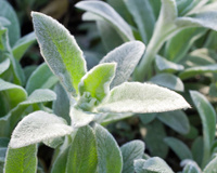 Plantas alimentícias não convencionais: saiba mais sobre as PANCs