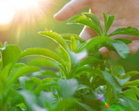 Fácil de cultivar, folha que adoça 300 vezes mais que o açúcar (e não tem calorias!) cresce em qualquer cantinho da sua casa