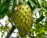 Muito além da fruta: você vai se surpreender com o que a folha de graviola pode fazer pela sua saúde