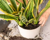 Meu jardineiro ensinou a colocar um ramo de alecrim na minha da Espada-de-São-Jorge e agora minha planta está muito mais forte!