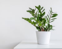 Não bate sol na minha casa, mas isso não me impediu de ter plantas porque essas 10 espécies adoram sombra