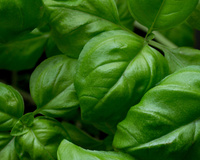 Manjericão: os principais benefícios dessa erva