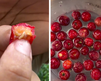 Não é só na goiaba: larva da mosca-da-fruta também dá em acerola, pitanga, jabuticaba e siriguela