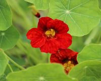 Essa planta com flor colorida e comestível cresce em qualquer quintal e é um poderoso anti-inflamatório natural