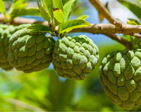A queridinha dos quintais pequenos: fruta cremosa, nutritiva e fácil de manter