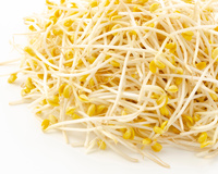 Benefícios do broto de feijão: o que acontece com o seu corpo ao ingerir moyashi todos os dias e descubra se pode comê-lo cru