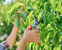 Essas são as quatro árvores que precisam de poda em janeiro se você quiser um jardim bonito o ano inteiro