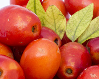 A planta fácil de cultivar em casa que dá muitos frutos e ajuda a diminuir o colesterol