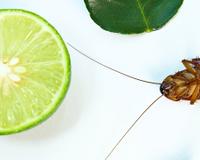 Não jogue restos de limão fora! Eles podem espantar as baratas da sua cozinha, veja como!