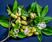 Fruta pouco conhecida é uma grande aliada do fígado e do intestino e pode ser aproveitada em suas folhas, sementes e polpa