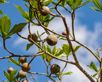 Frutinha de nome curioso, conhecida como "corante natural", costuma passar batida em centros urbanos, mas surpreende com benefícios que quase ninguém imagina