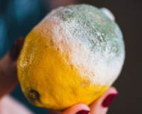 Ninguém esperava esse truque contra ratos: um limão mofado às vezes é suficiente para proteger a sua casa