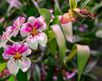 Três truques naturais para as orquídeas florescerem novamente