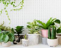 Aqui estão as 4 plantas que nunca devem ser colocadas dentro de casa e os motivos