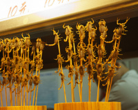 Comidas exóticas pelo mundo: conheça 10 pratos peculiares