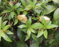 A indústria farmacêutica não quer que você saiba, mas essa planta é milagrosa e você pode plantar em casa: veja como cultivar e consumir