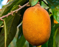 Cupuaçu: conheça os benefícios de comer a fruta todos os dias