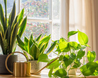 3 plantas para cultivar em apartamentos; elas adoram uma boa sombra!