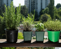 Parei de comprar alguns temperos depois que comecei a plantar estas 3 ervas aromáticas em casa: elas podem ser usadas na cozinha