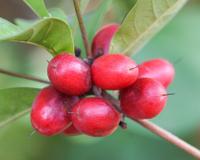 Fruta mais doce do mundo parece uma sobremesa e você pode cultivar em casa de um jeito muito fácil