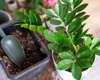 ZAMIOCULCA: aprenda como cuidar dessa planta espetacular de folhagem brilhante com dicas que aprendi com uma jardineira