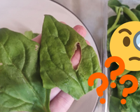 Tem um furo no espinafre! Pode comer a folha ou faz mal à saúde?