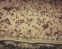 Glacê de leite em pó